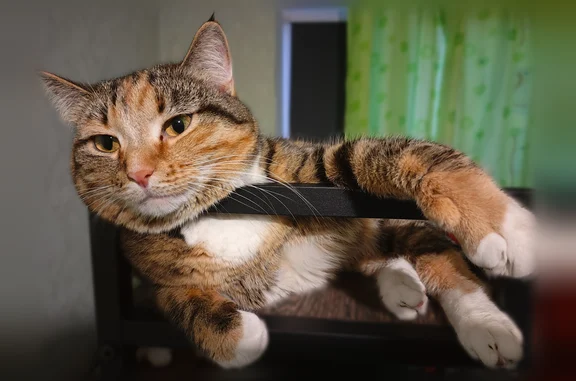 Пропала кошка, улица Дзержинского, 17, Среднеуральск — трёхцветная, могла пораниться после падения с 4-го этажа - photo