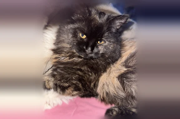 Пропала кошка, Заречная улица, 8, Новосибирск — молодая, 9 месяцев, очень пушистая - photo