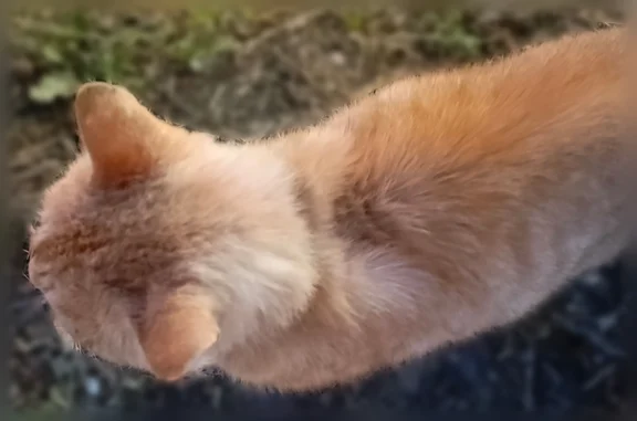 Найдена кошка, Ульяновск, фото: Найдена кошка, улица Невского, 29, Ульяновск — рыжая взрослая кошка с чёрным ошейником, жёлтые глаза