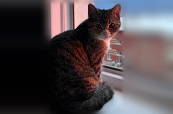 Пропала кошка, улица Иакова Шестакова, 10, Кудымкар — 5 этаж, годик - photo