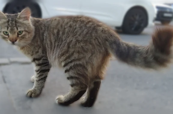 Найдена кошка, Шушары, фото: Найдена кошка, улица Нины Петровой, 6 к1 с1, Шушары — ухоженная, с раздвоенной «заячьей» губой
