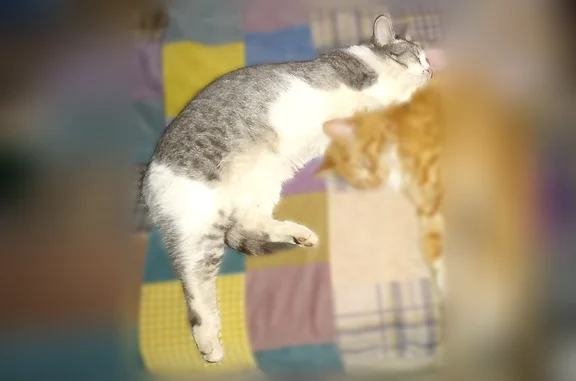 Пропала кошка, улица Большая Свердловка, 2, Белая — рыжий пушистый котик с беличьим хвостом - photo