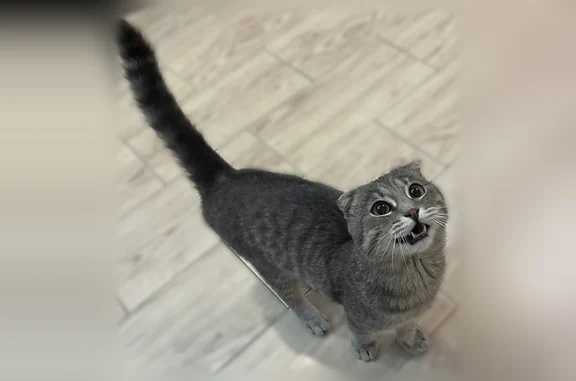 Объявления о пропавших и найденных животных, Кугеси, фото: Найдена кошка, улица Хузангая, 6, Чебоксары