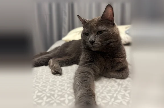 Найдена кошка, Пермь, фото: Найдена кошка, улица Космонавта Леонова, 52, Пермь — серый окрас, домашний кот, мальчик