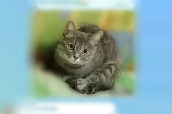 Пропала кошка, Комсомольский бульвар, 8Б, Агидель — очень пугливая, дымчато-серая с чуть заметными рыжими пятнами - photo