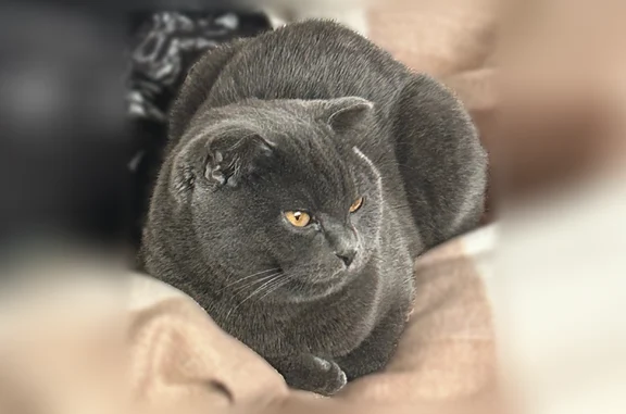 Пропала кошка, улица Крупской, 23 к1, Омск — серый окрас, коричневые глаза - photo