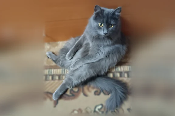 Пропала кошка, Иваново — дымчато-серый, выпал с окна - photo