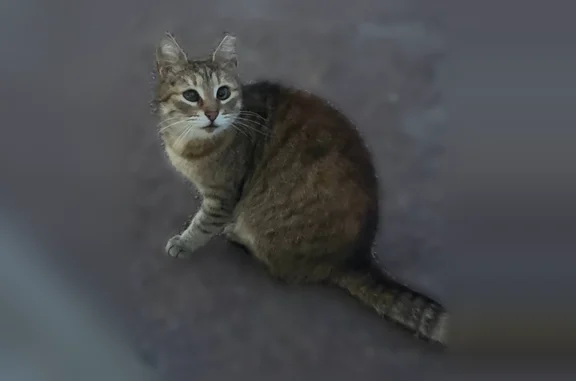 Найдена кошка, Колпино, фото: Найдена кошка, Павловская улица, 7, Колпино — немного косоглазая, тёмно серо-коричневый окрас
