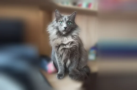 Пропала кошка, Комсомольская улица, 15, Никольское — серый пушистый кот, очень пугливый - photo
