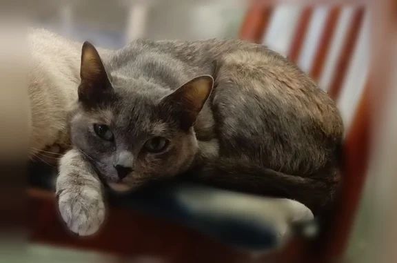Пропала кошка, Партизанская улица, 14, Новоалтайск — очень ласковая, пугливая - photo