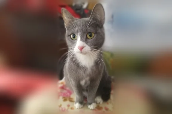 Пропала кошка, переулок Сергея Лазо, 4, Томск — потерялись 2 кошки - photo