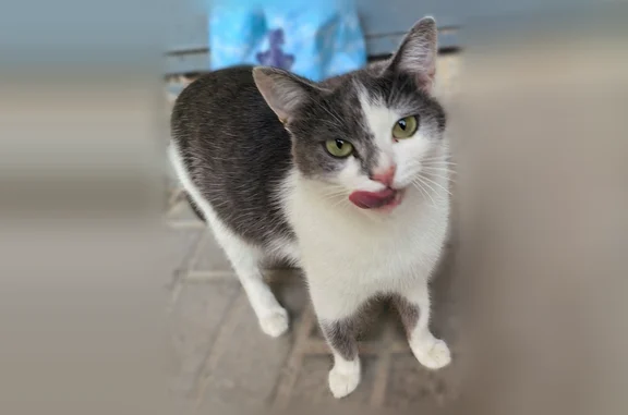 Найдена кошка, Воронеж, фото: Найдена кошка, Тепличная улица, 26/4, Воронеж — белая с дымчатыми пятнами, ручная