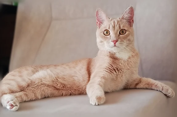 Пропала кошка, проспект Победы, 2/1, Оренбург — кот песочного цвета, 10 месяцев, боится улицы - photo