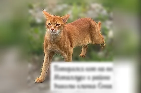 Пропала кошка, Серовский муниципальный округ, Свердловская область - photo