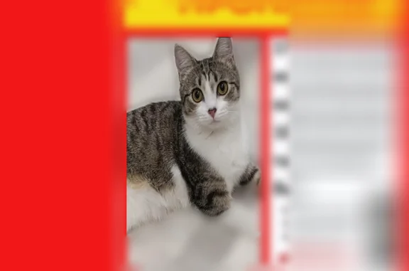 Пропала кошка, Боровая улица, Кострома - photo
