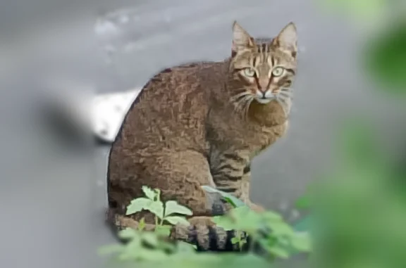 Найдена кошка, Москва, фото: Найдена кошка, Медынская улица, 1 к3, Москва — песочного окраса, зелёные глаза, худая