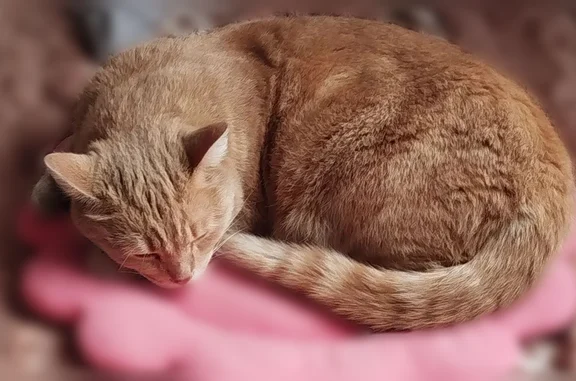 Пропала кошка, Покатная улица, 4, Кемерово — кот Персик, рыжий окрас - photo