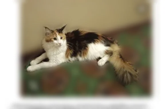 Пропала кошка, улица Белоконской, 19А, Владимир — девочка, мейн-кун, пугливая - photo