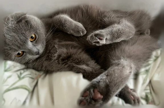 Пропала кошка, Берёзовая улица, 333, Снежское — серый, жёлтые глаза - photo