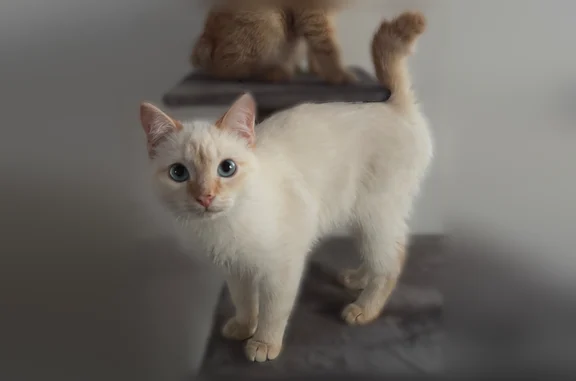 Кошки потеряшки, Култаево, фото: Потеряшка кошка, Берёзовая улица, 49, Пермский район — голубые глаза, пугливая