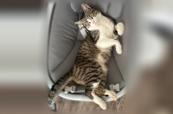 Пропала кошка, Революционная улица, 1, Хвалынск — к чужим людям не подходит - photo