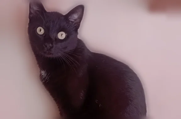 Пропала кошка, Воздушная улица, 6, Калининград — чёрный кот с белым галстуком, яркие глаза - photo