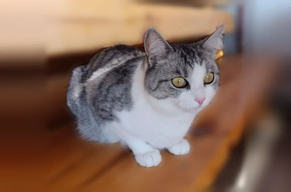Пропала кошка, СНТ 