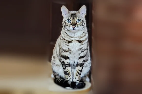 Пропала кошка, 222-й квартал, 27/2, Вороново — девочка, не подходит к чужим - photo