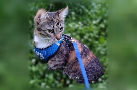Пропала кошка, Должанская улица, 9, Нижний Новгород — трёхцветная кошка Зина, 1 год - photo