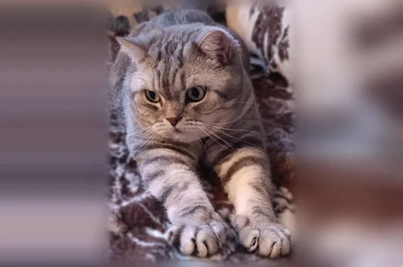 Кошки потеряшки, Санкт-Петербург, фото: Потеряшка кошка, Санкт-Петербург — был ошейник от блох