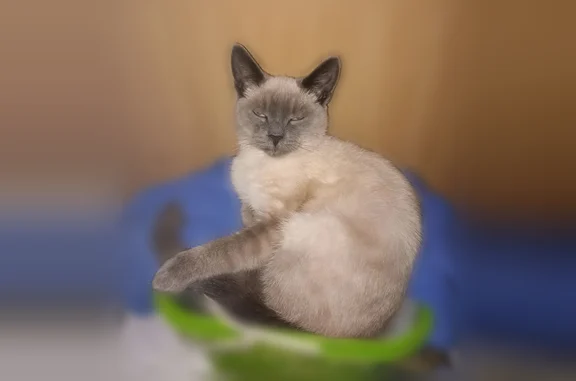 Пропала кошка, улица Заславского, 27, Серов — мальчик, 4 года, кастрирован - photo