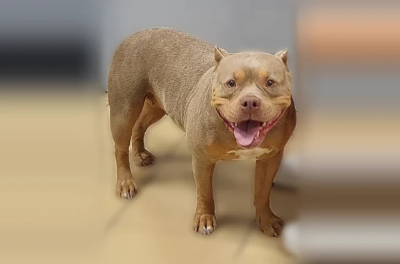 Пропала собака, Мельничная улица, 1А, Низинское — лиловый триколор, белое пятно на груди - photo