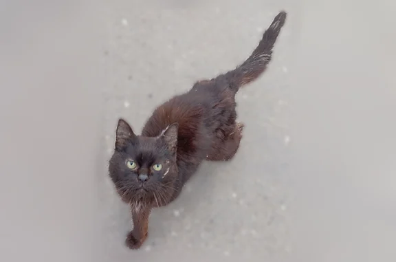 Найдена кошка, Хохряки, фото: Найдена кошка, Хохряки, Удмуртия — подросткового размера, подходит к прохожим, не мяукает