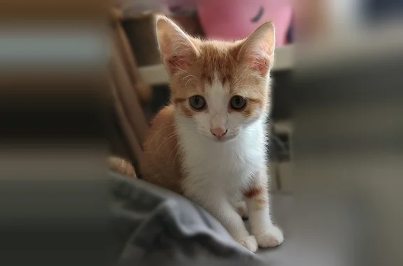 Найдена кошка, Астрахань, фото: Найдена кошка, улица Немова, 12А, Астрахань
