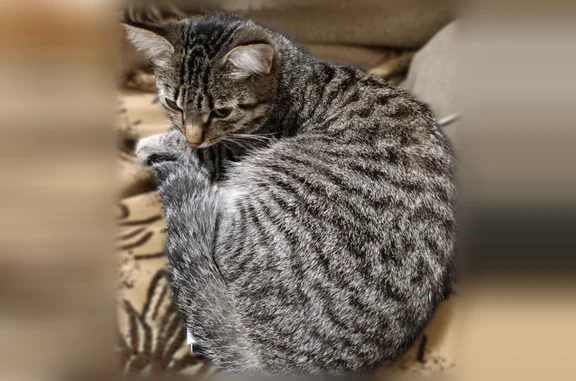 Пропала кошка, Школьная улица, 1, Новобурановка, Магнитогорск — полосатая, не даётся на руки - photo