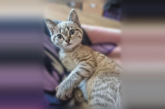 Пропала кошка, улица Чапаева, 24, Владивосток — ласковая, похожа на котёнка 3–4 месяцев - photo