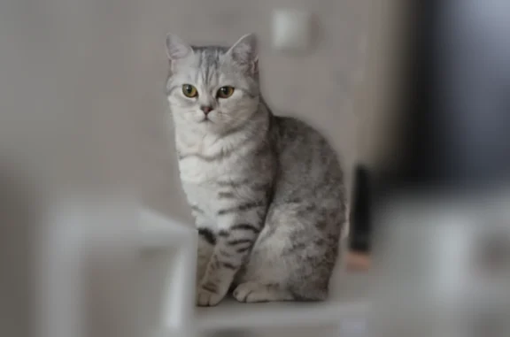 Пропала кошка, улица Энгельса, 121, Верещагино — беременная шотландская - photo