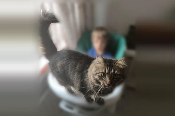 Пропала кошка, Беговая улица, 9 к1, Санкт-Петербург — с густой шерстью, слезится правый глазик - photo