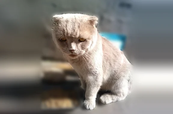 Найдена кошка, Москва, фото: Найдена кошка, Щёлковское шоссе, 19 с1, Москва — бежевый, породистый, ручной