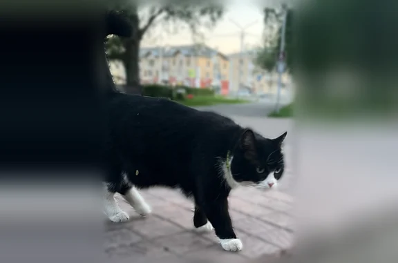 Найдена кошка, Кемерово, фото: Найдена кошка, Весенняя улица, 25, Кемерово — с ошейником