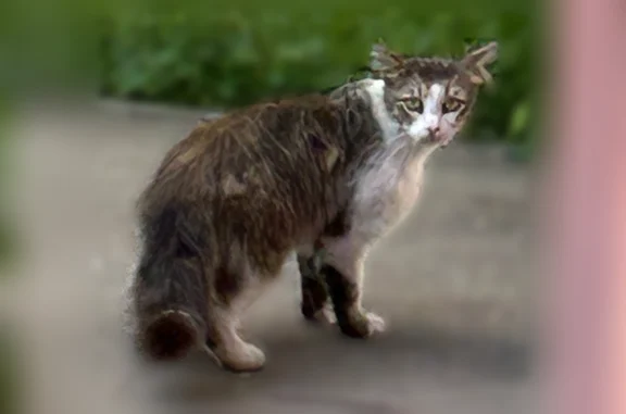 Найдена кошка, Нижний Новгород, фото: Найдена кошка, улица Глеба Успенского, 14, Нижний Новгород — худой