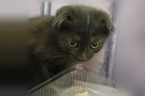 Найдена кошка, Альбурикент, фото: Найдена кошка, улица Магомета Гаджиева, Махачкала, Альбурикент — чёрная вислоухая, сильно напуганная