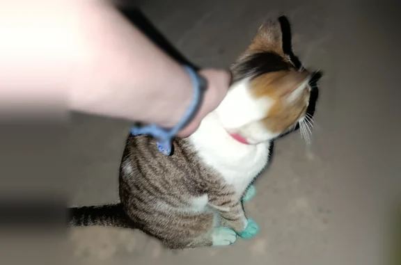 Найдена кошка, Барнаул, фото: Найдена кошка, улица Юрина, 230, Барнаул — ласковая, с красным противоблошным ошейником