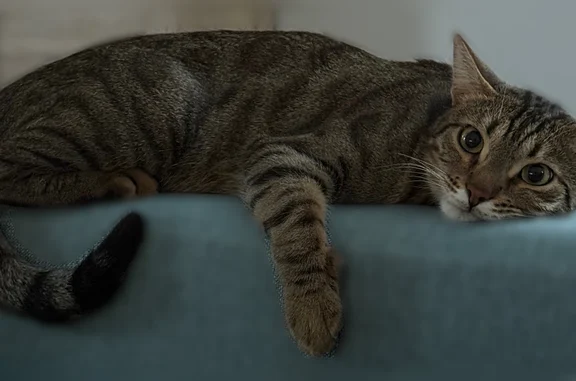 Пропала кошка, улица Куликова, 2, Тарко-Сале — любит пакеты и коробки - photo