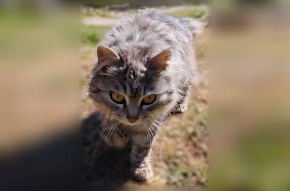 Пропала кошка, Пермский муниципальный округ, Пермский район — очень ласковая, пугается громких звуков - photo