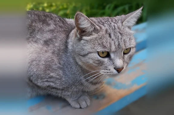 Найдена кошка, Электросталь, фото: Найдена кошка, проспект Ленина, 01, Электросталь — большая, чистая