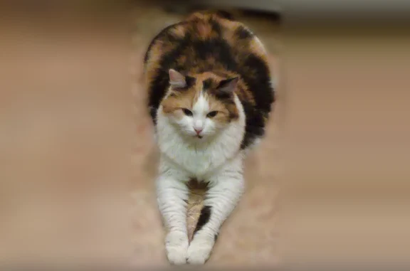 Пропала кошка, Тула — старая, 13 лет - photo