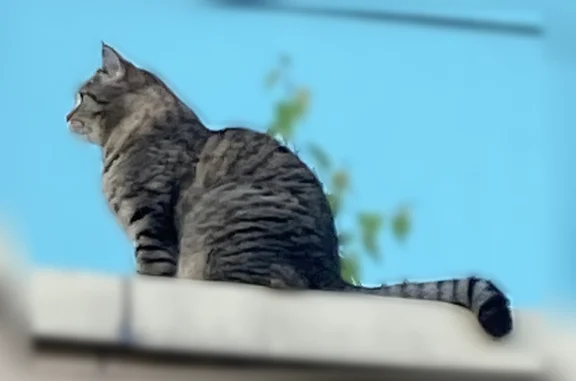 Найдена кошка, Москва, фото: Найдена кошка, Ясногорская улица, 21 к3, Москва — серый, полосатый, сидит на козырьке