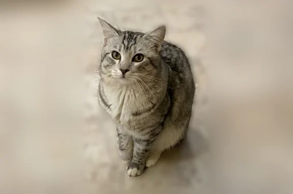 Пропала кошка, Солнечная улица, 15, Красный Бор — серый в полоску, бинт на лапке - photo