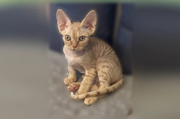 Кошки потеряшки, Кисловка, фото: Потеряшка кошка, Прямая улица, 4, Кисловка — рыжая, не пушистая, большие круглые глаза